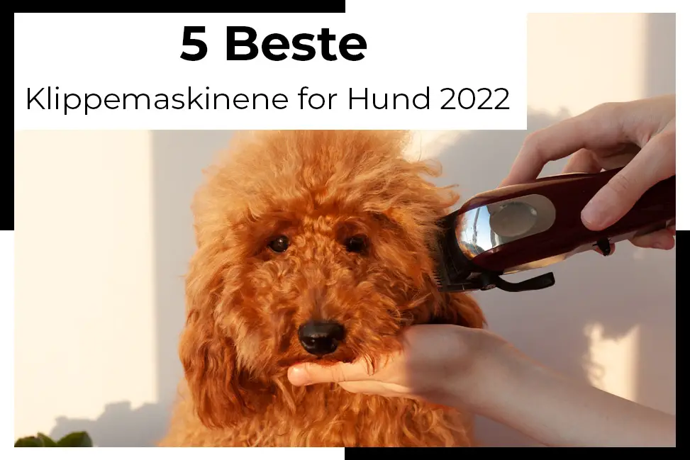 Klippemaskin Hund Beste Maskinene for frisyre