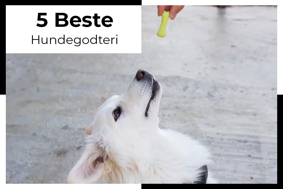 Hundegodteri test: Topp 5 hundegodbiter til din hund - 2023