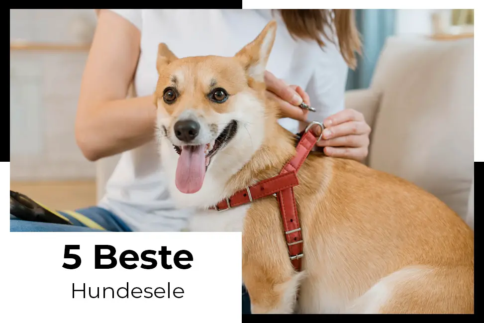 porter Hjælp glæde Hundesele test: Topp 5 hundeseler på markedet - kjaptforklart 2023